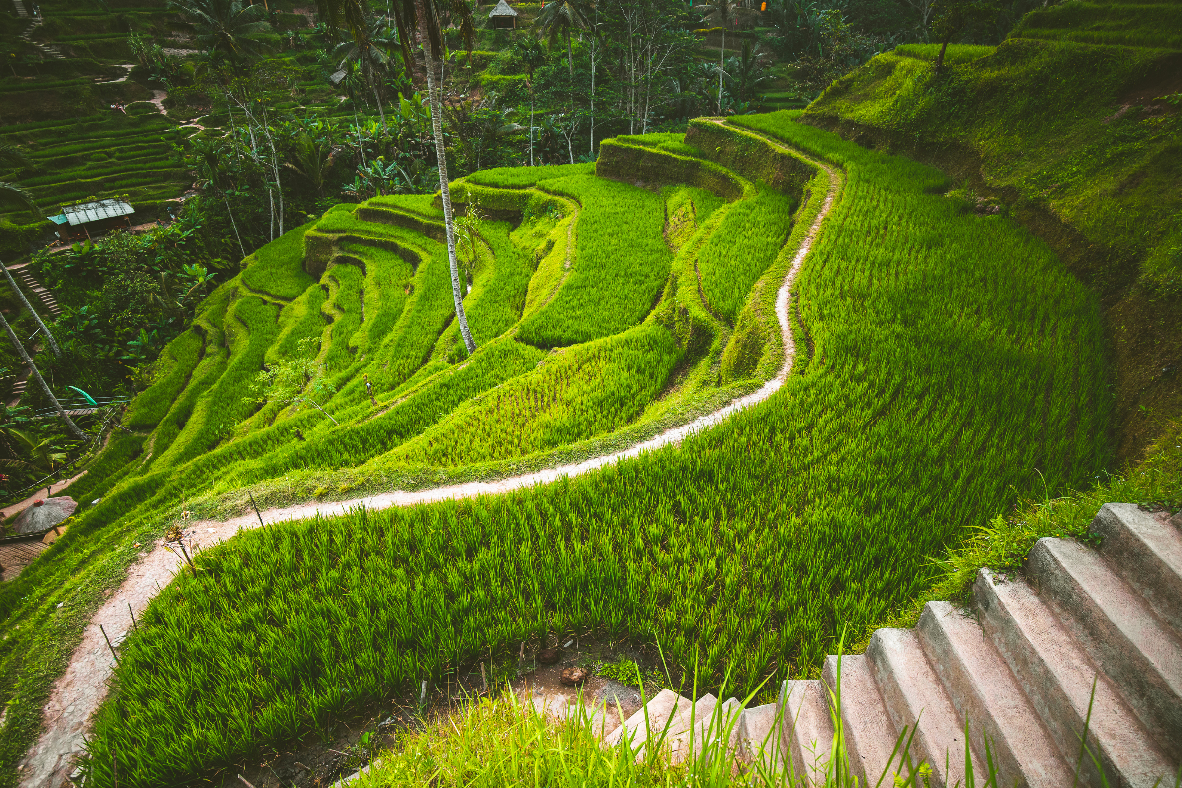 ubud (3).webp